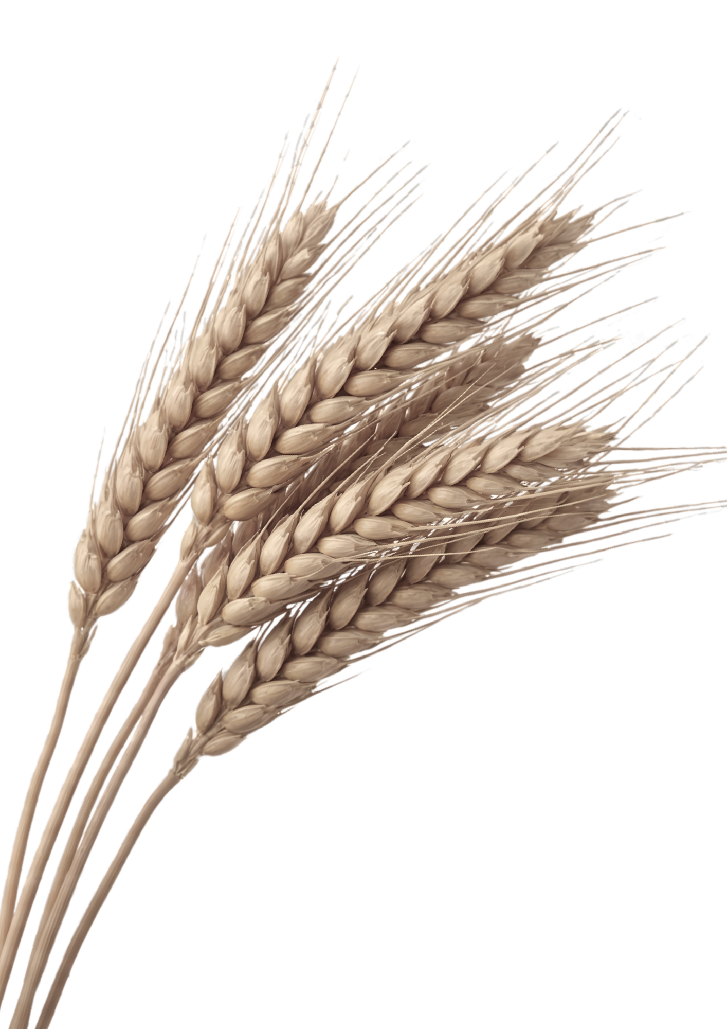 wheat-bg